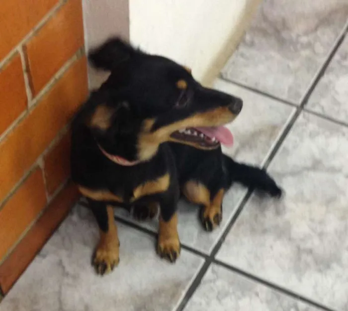 Cachorro ra a  idade 2 a 6 meses nome Nina