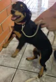 Nina