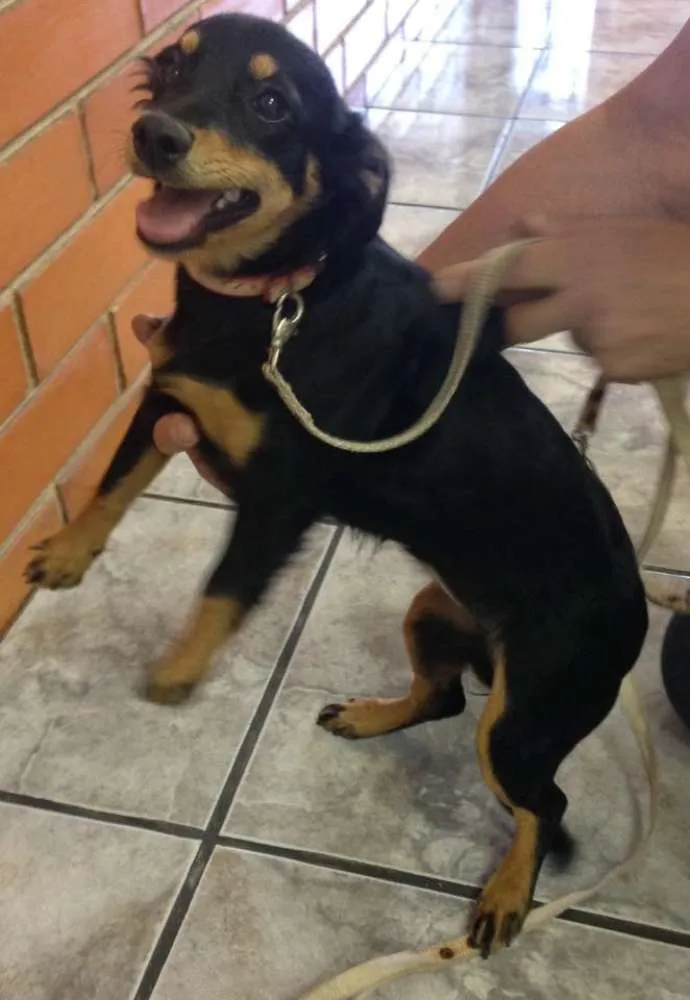 Cachorro ra a  idade 2 a 6 meses nome Nina