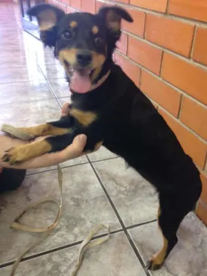 Cachorro raça  idade 2 a 6 meses nome Nina