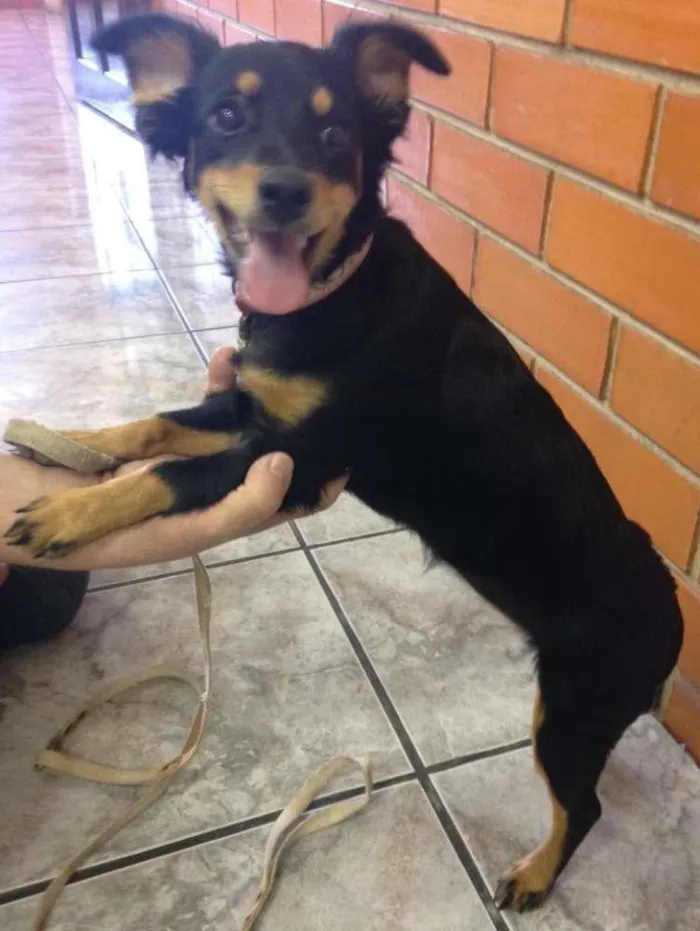 Cachorro ra a  idade 2 a 6 meses nome Nina