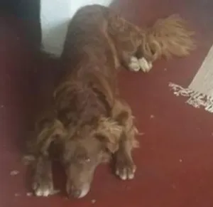 Cachorro raça Misturado vira lata com labrador idade 4 anos nome Marley