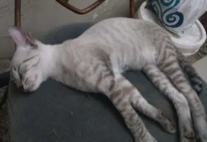 Gato raça  idade 2 a 6 meses nome Sem nome