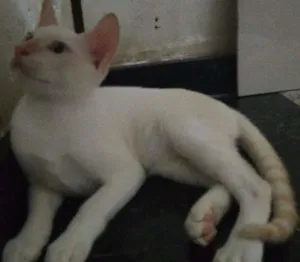 Gato raça  idade 2 a 6 meses nome Sem nome