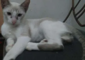 Gato raça Srd idade 2 a 6 meses nome Sem nome