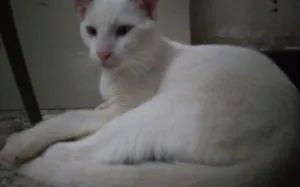 Gato raça Srd  idade 2 a 6 meses nome Sem nome 