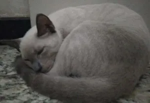 Gato raça Srd idade 2 a 6 meses nome Jamal
