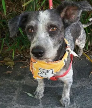 Cachorro raça SRD idade 2 anos nome Brad