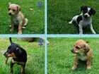 Cachorro raça SRD idade Abaixo de 2 meses nome Paçoca, vaquinha e miduin