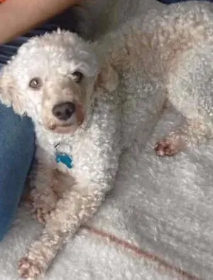Cachorro raça poodle idade 3 anos nome Romeu