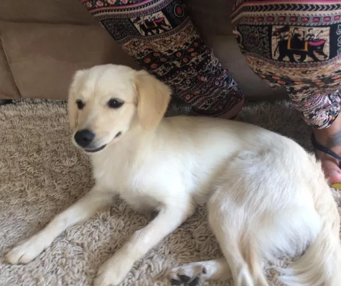 Cachorro ra a Vira lata  idade 2 a 6 meses nome Nina