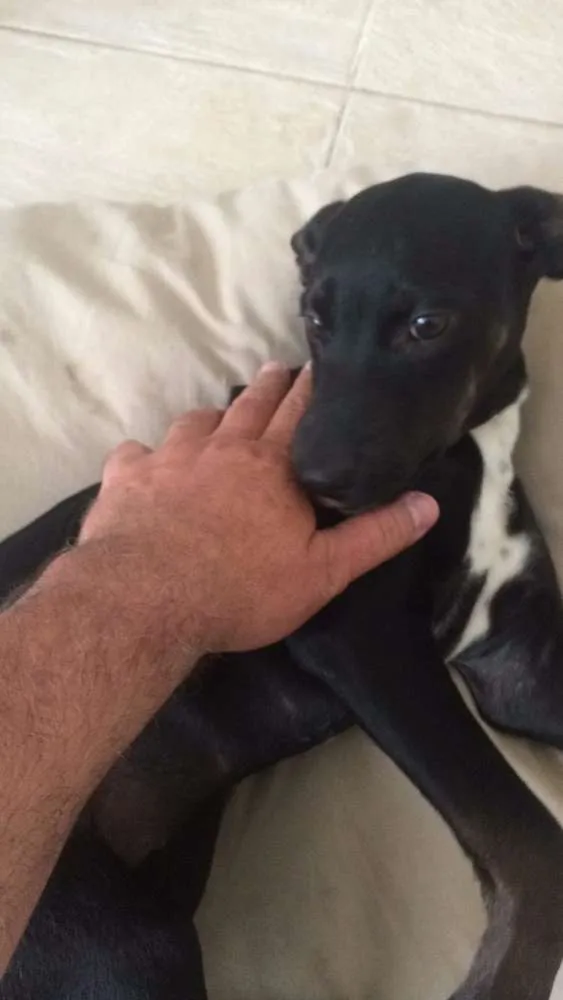 Cachorro ra a viralata idade 2 a 6 meses nome Não tem 