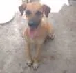 Cachorro raça Vira-lata idade 1 ano nome Galega