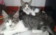 Gatos - 2machos e 1 femea