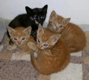 Gato raça SRD idade 2 a 6 meses nome Sem nome