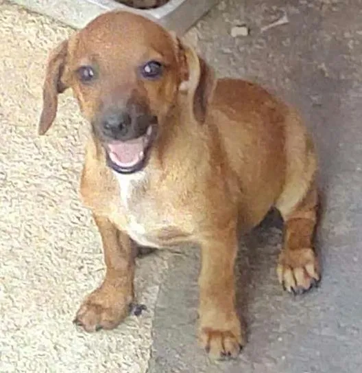 Cachorro ra a Virá lata idade 2 a 6 meses nome Mil