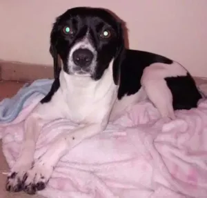 Cachorro raça SRD idade 1 ano nome Ruth Raquel