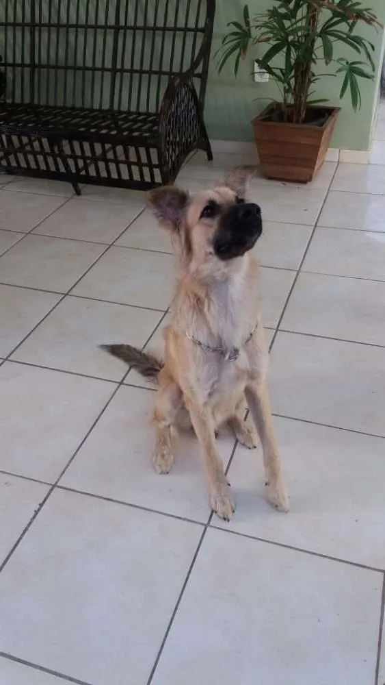 Cachorro ra a vira lata idade 7 a 11 meses nome Isaque