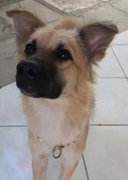 Cachorro ra a vira lata idade 7 a 11 meses nome Isaque
