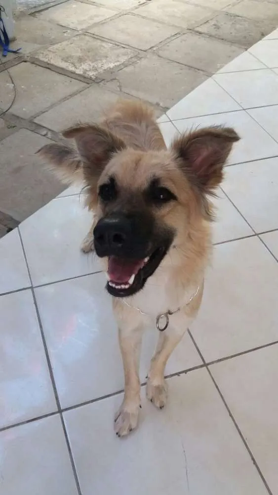 Cachorro ra a vira lata idade 7 a 11 meses nome Isaque