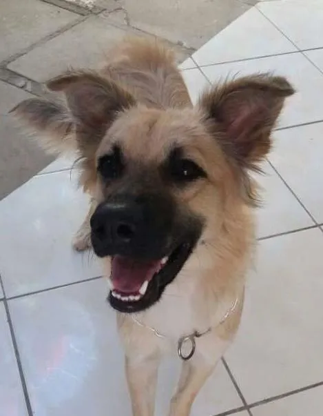 Cachorro ra a vira lata idade 7 a 11 meses nome Isaque