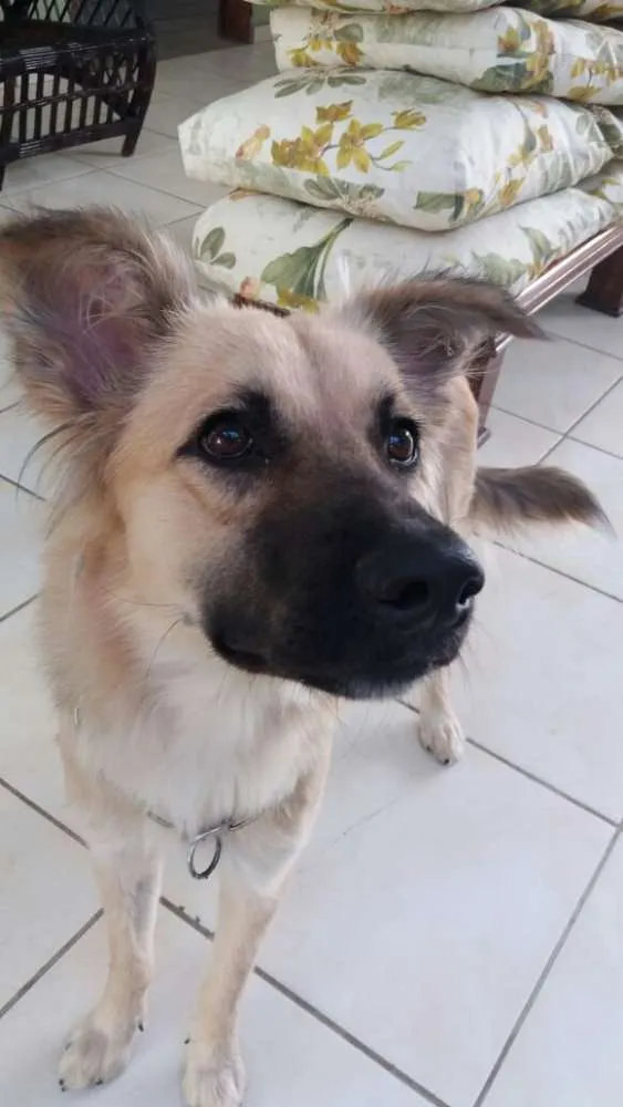 Cachorro ra a vira lata idade 7 a 11 meses nome Isaque