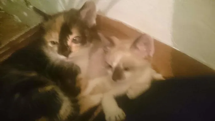 Gato ra a não sei idade Abaixo de 2 meses nome sem nome