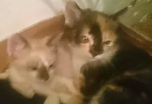 Gato raça não sei idade Abaixo de 2 meses nome sem nome