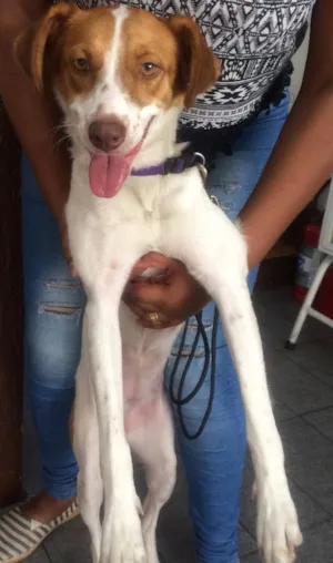Cachorro raça Srd idade 1 ano nome Menina
