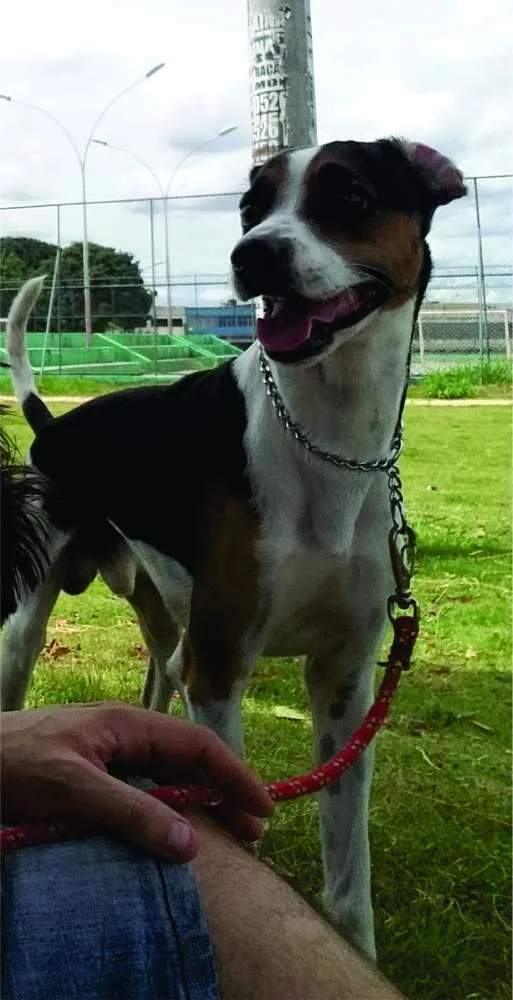 Cachorro ra a Fox Paulistinha idade 3 anos nome Flip Rock