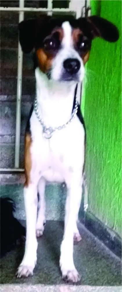 Cachorro ra a Fox Paulistinha idade 3 anos nome Flip Rock