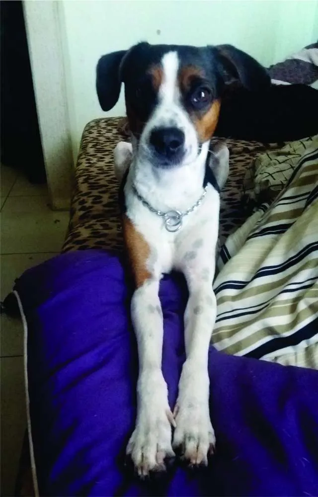 Cachorro ra a Fox Paulistinha idade 3 anos nome Flip Rock