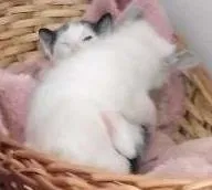 Gato raça Não definidas idade Abaixo de 2 meses nome Filhotes