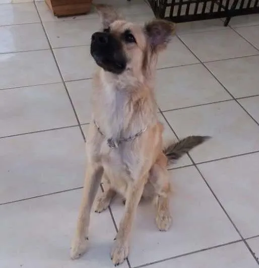 Cachorro ra a vira lata idade 7 a 11 meses nome Isaque