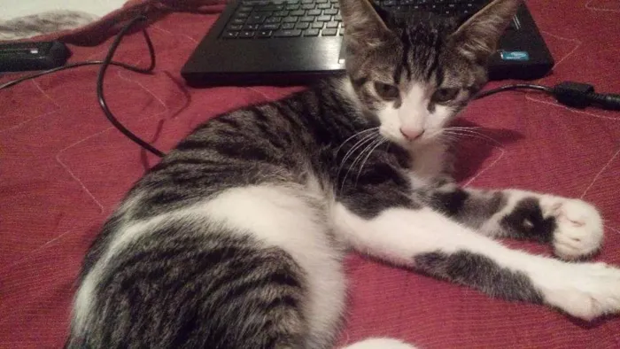 Gato raça Angora idade 2 a 6 meses nome Qualhado