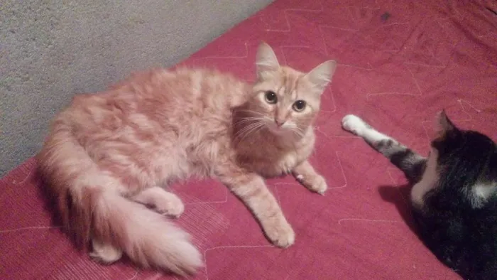 Gato raça Angora idade 1 ano nome Keit