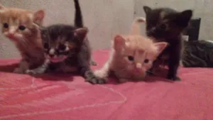 Gato raça Angora idade Abaixo de 2 meses nome Nao tem nome