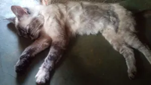 Gato raça Angorá  idade 2 anos nome Millena