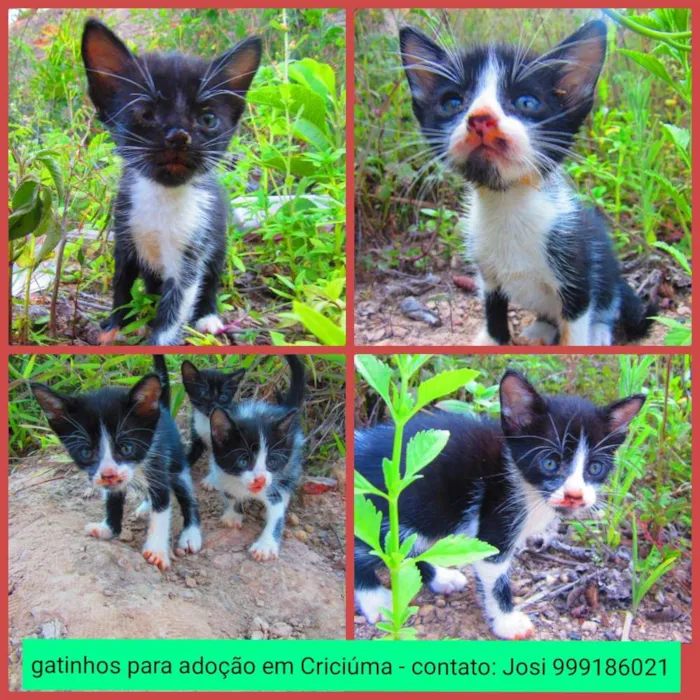 Gato ra a Gato SRD idade Abaixo de 2 meses nome Gatinhos