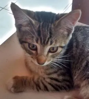 Gato raça SRD idade 2 a 6 meses nome fofucha