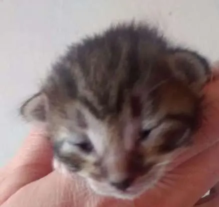 Gato ra a SRD idade 2 a 6 meses nome fofucha