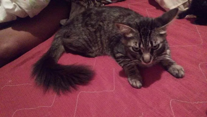 Gato raça Angora idade 1 ano nome Biscoito