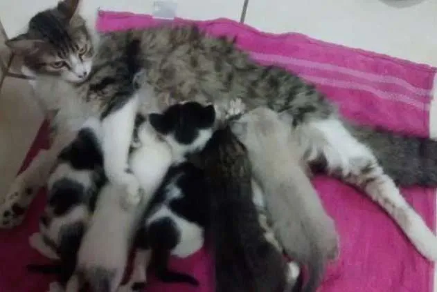 Gato ra a SRD idade 2 a 6 meses nome fofucha