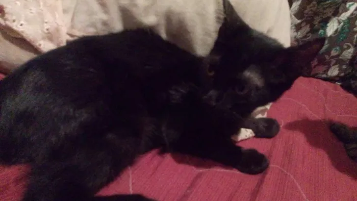 Gato raça Angora idade 2 a 6 meses nome Pantera