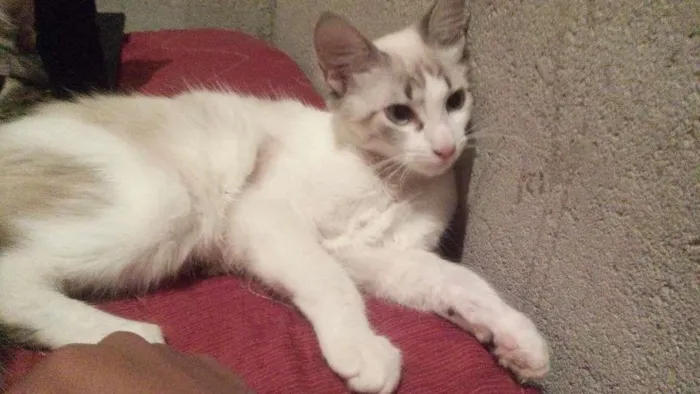 Gato raça Angora idade 2 a 6 meses nome Albino