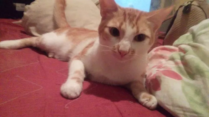 Gato raça Angora idade 1 ano nome Cafe com leite