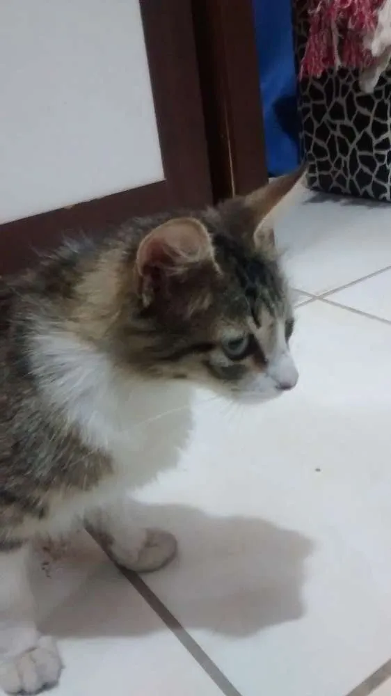 Gato ra a SRD idade 1 ano nome Babaloo