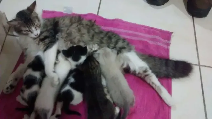 Gato ra a SRD idade 1 ano nome Babaloo