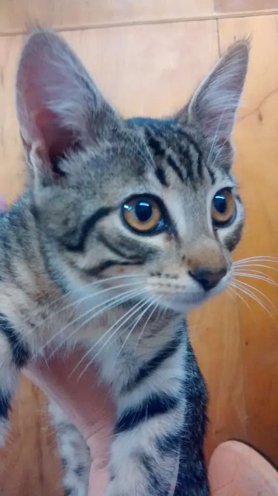 Gato ra a SRD idade 1 ano nome Babaloo