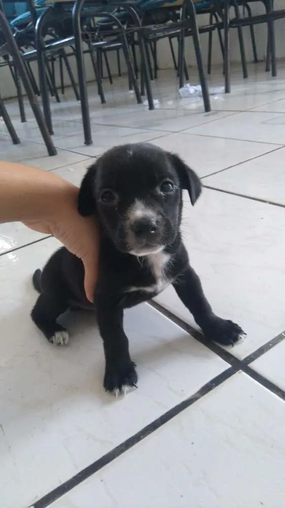 Cachorro raça SRD idade 2 a 6 meses nome Sushi
